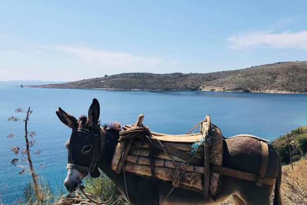 Geo & Art Boutique Hotel Himara in Himare donkey on a mountain